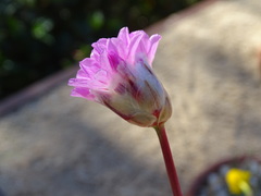 Armeria pseudarmeria