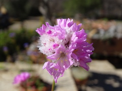 Armeria pseudarmeria