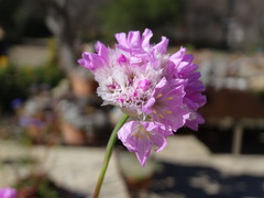 Armeria pseudarmeria