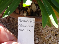 Armeria pseudarmeria