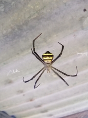 Argiope