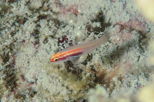 Blackbelly dwarfgoby (Eviota atriventris) — Gobiidae — 5