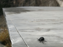 Coleoptera