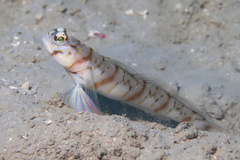 Thinbar Shrimpgoby photo 2