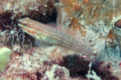 Buan Goby photo 3
