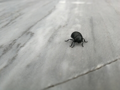 Coleoptera