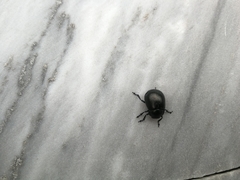 Coleoptera