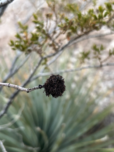 Unknown species found near Sierra County, US-NM, US