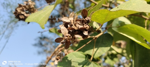 Pula (Kydia calycina)