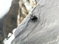 Coleoptera