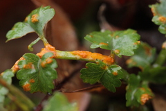 Phragmidium sanguisorbae