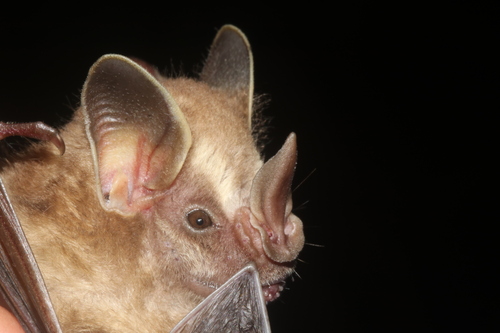 Thomas's Fruit-eating Bat