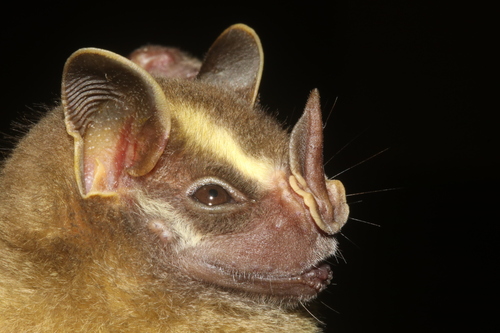 Pacific Tent-making Bat