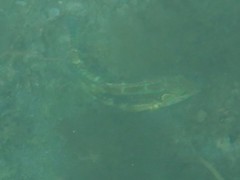 Halichoeres nebulosus