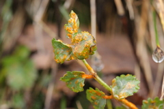 Phragmidium sanguisorbae