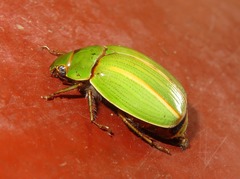 Platycoelia