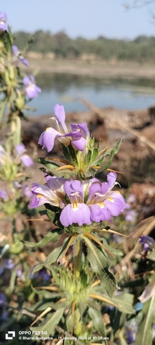 Hygrophila auriculata, photograph 2
