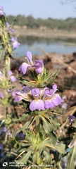 (c) Bharat Godambe, some rights reserved (CC BY) Hygrophila auriculata, photograph (c) Bharat Godambe, some rights reserved (CC BY)