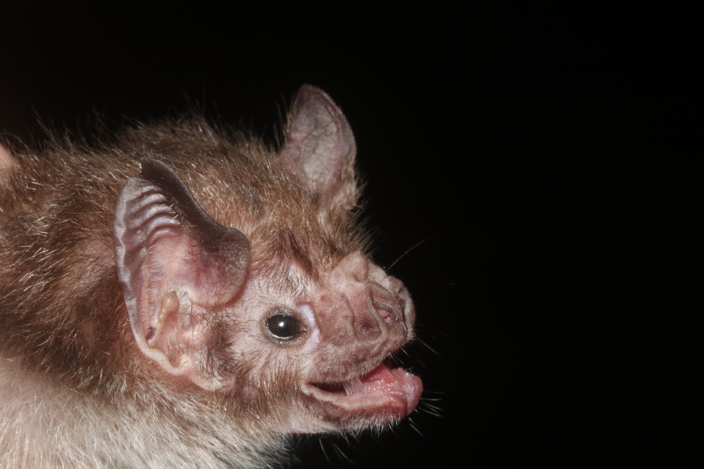 Common Vampire Bat from Campeche, Camp., México on January 9, 2026 at ...