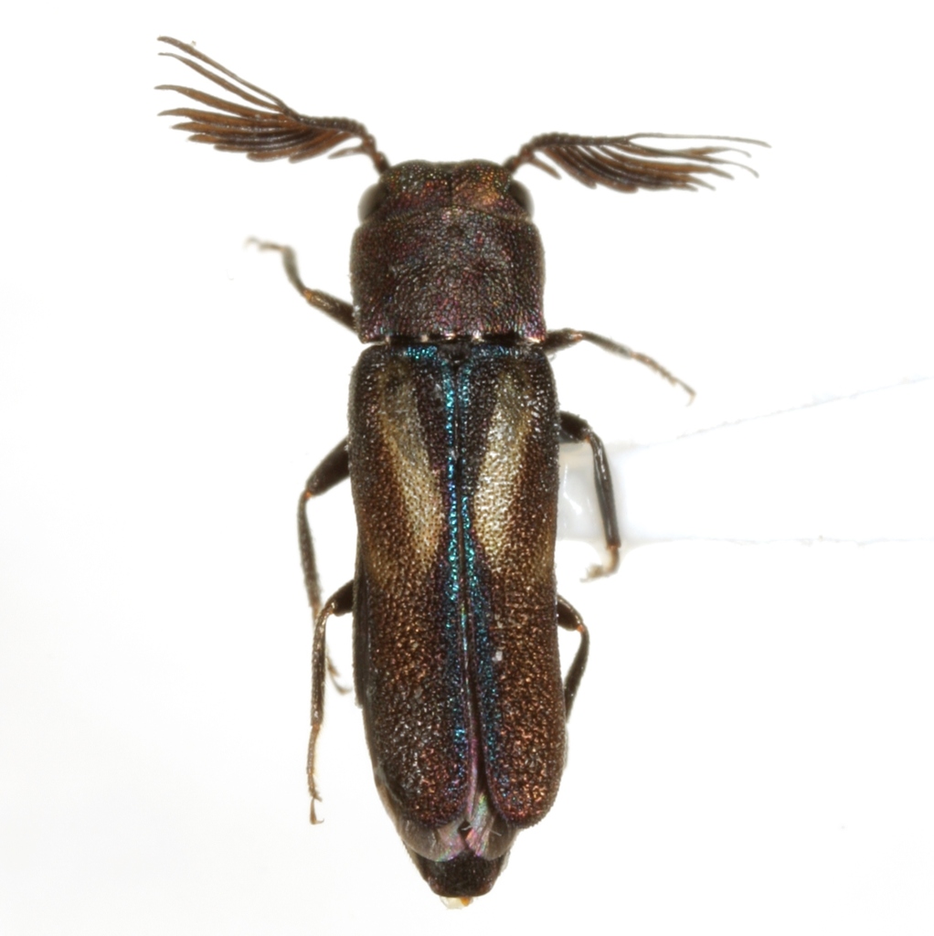 Xenorhipis