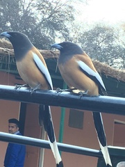 Dendrocitta vagabunda