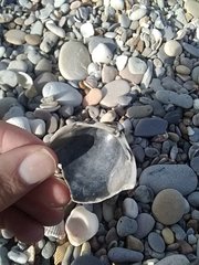 Laevicardium oblongum