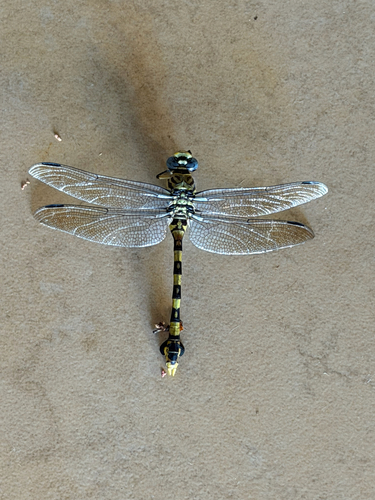 Photo of Tigertail (Ictinogomphus ferox)