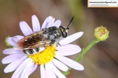 Stratiomys longicornis