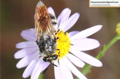 Stratiomys longicornis