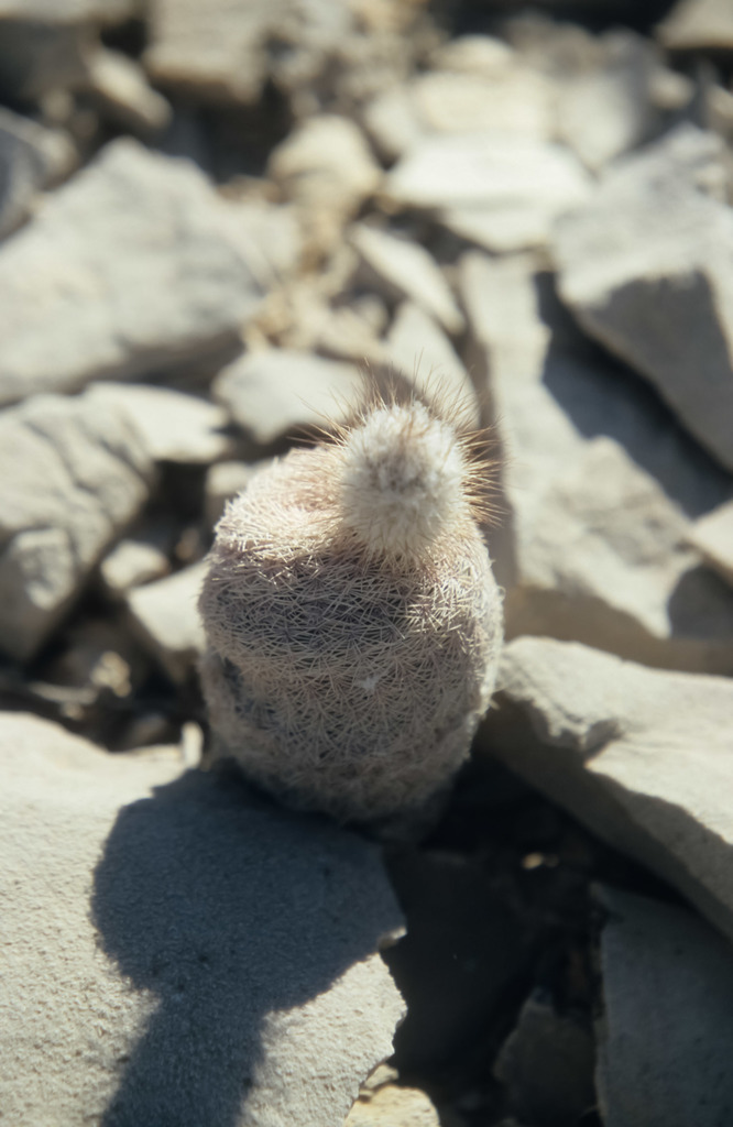 Echinocereus primolanatus