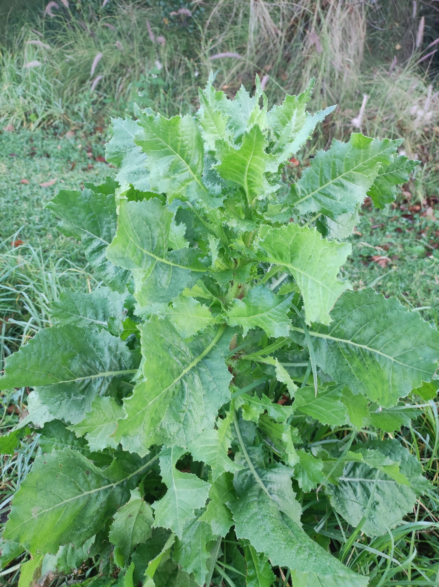 Imagem de urospérmo-espinhoso