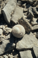 Echinocereus primolanatus