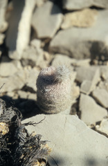Echinocereus primolanatus