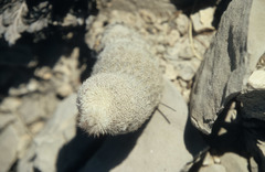 Echinocereus primolanatus