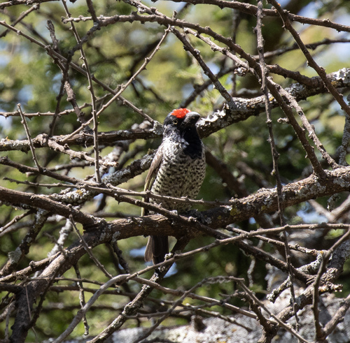 Banded Barbet (Lybius undatus), photo 6