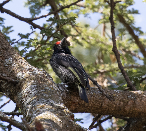 Banded Barbet (Lybius undatus), photo 4
