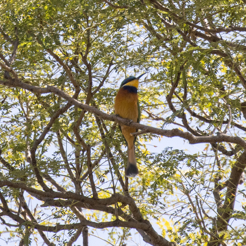 Ethiopian Bee-eater (Merops lafresnayii), photo 7