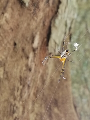 Leucauge