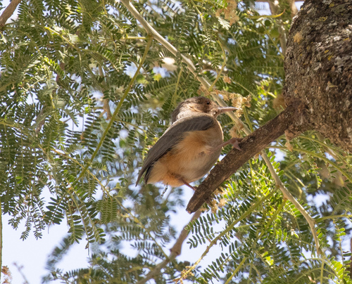 Red-faced Crombec (Sylvietta whytii), photo 3