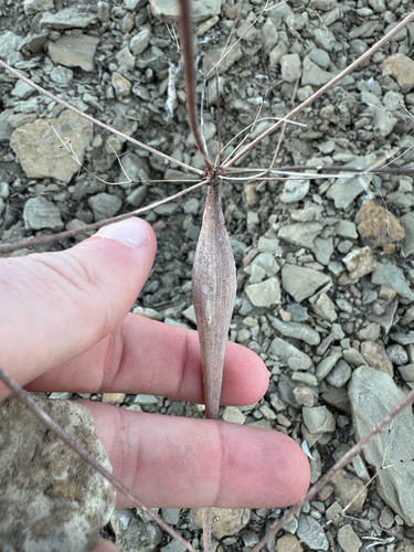 Native American pipeweed (Eriogonum fusiforme)