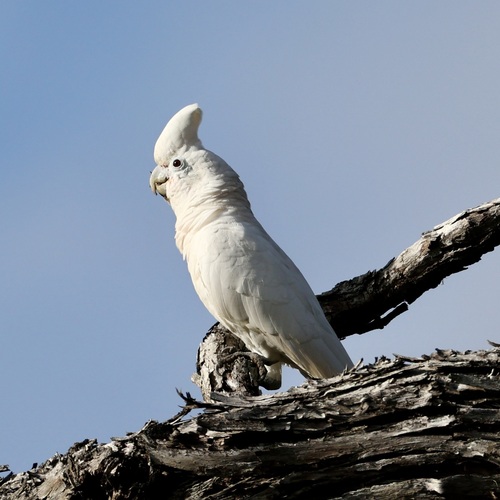 Cacatua goffiniana, 2026-01-10