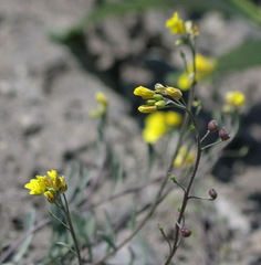 Physaria calderi