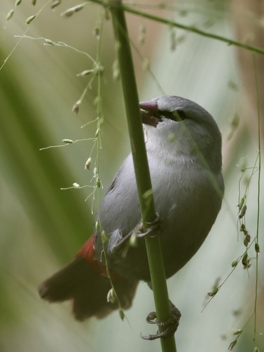 Estrilda caerulescens, 2026-01-10