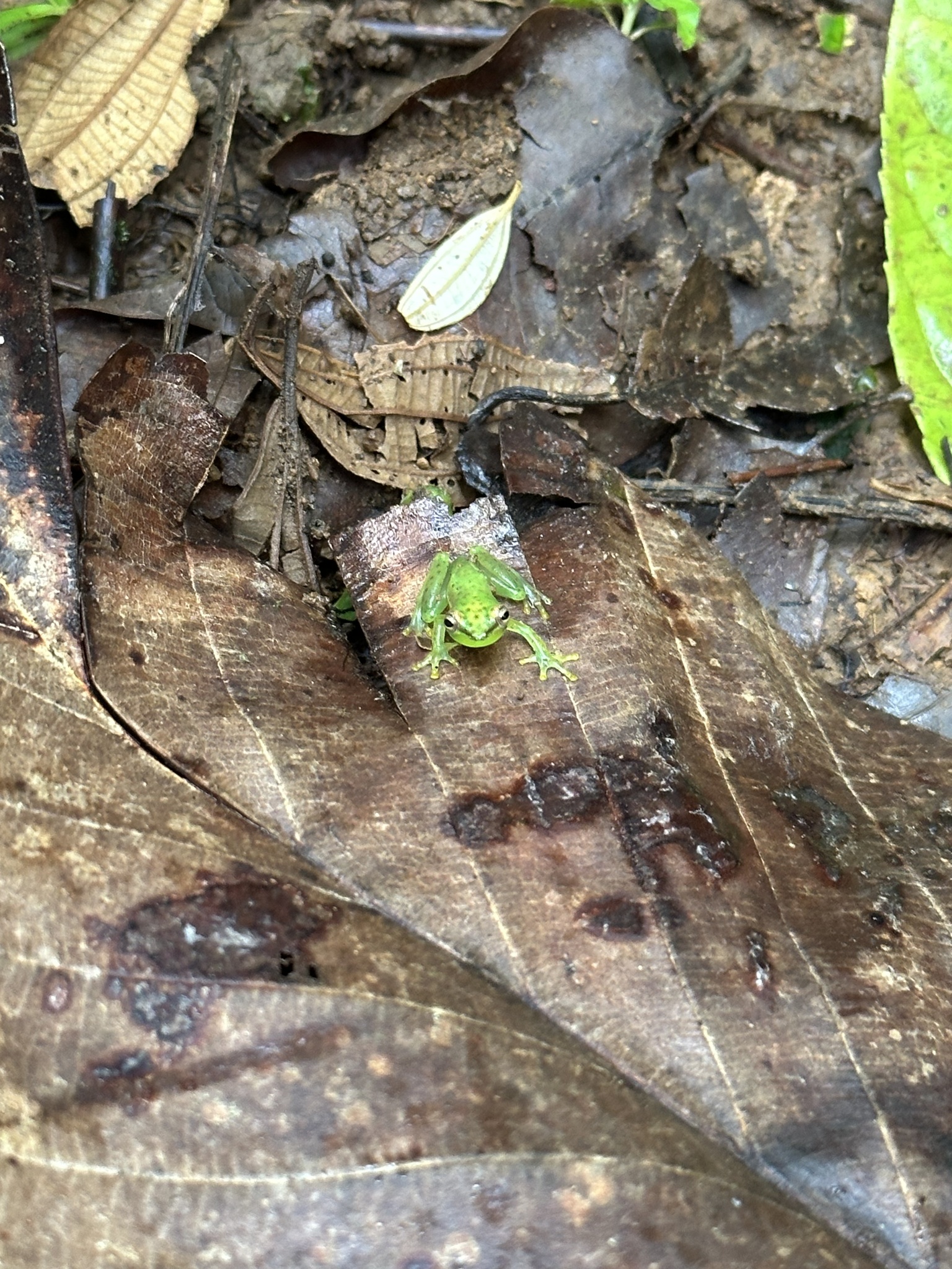 Tapir Valley Tree Frog photo 7