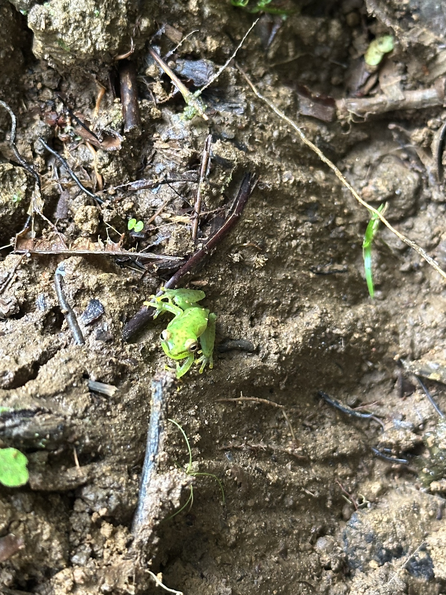 Tapir Valley Tree Frog photo 8