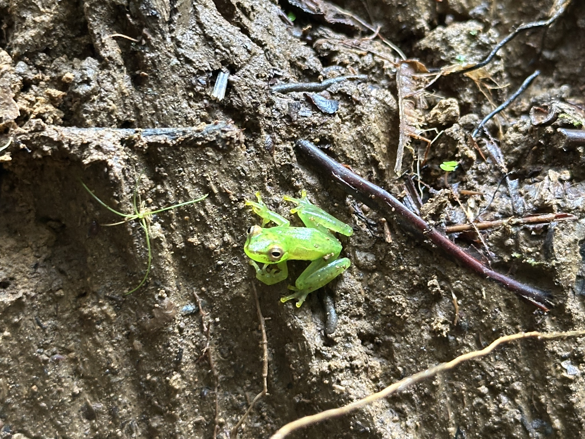 Tapir Valley Tree Frog photo 6