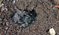 Lysiosquillina maculata