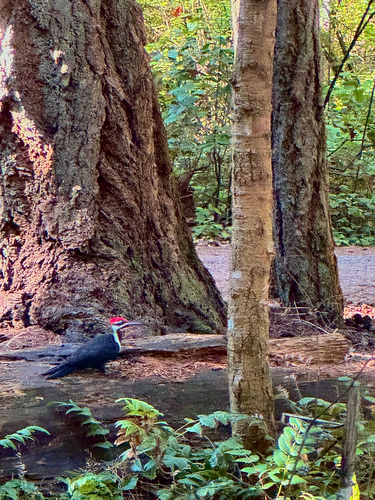 Pileated Woodpecker