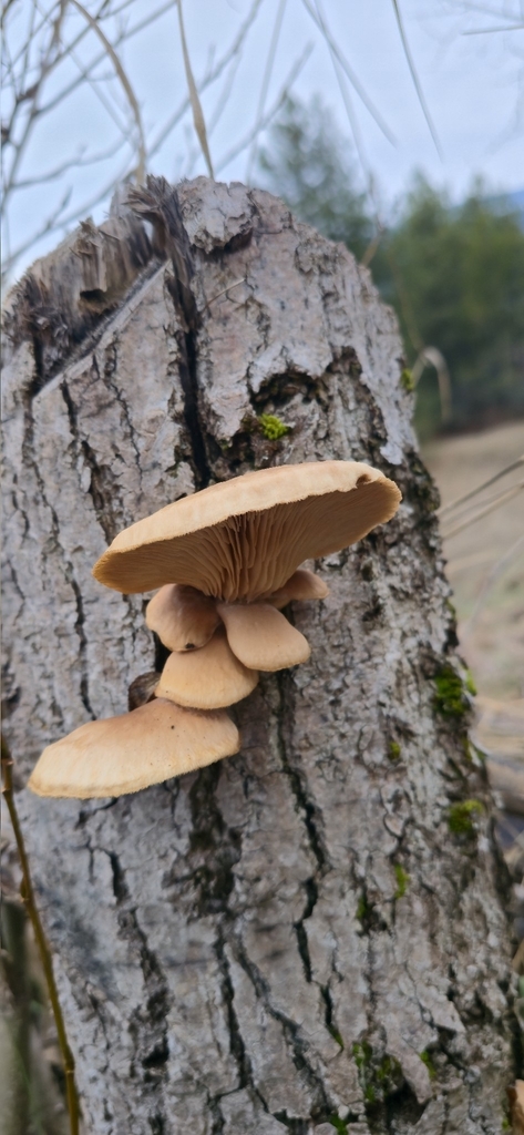 Pleurotus populinus · January 2026 · photo: © leannestacy (iNaturalist, cc0)