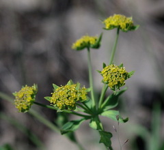 Bupleurum americanum